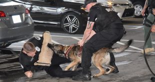 Police k-9 and bites on a arm covering worn by a police officer on the ground during a K-9 Police Unit demonstration.