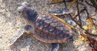 Small sea turtle hatchling on the beach.