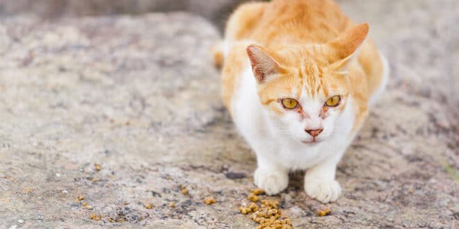 Street cat eating food