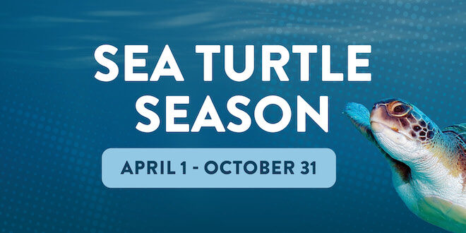 Sea Turtle Season April 1 - October 31