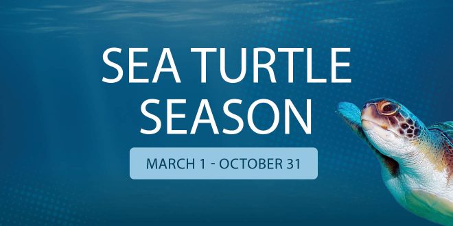 Sea Turtle Season March 1 - October 31