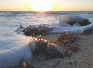 September - Alodia Holman"Beach Foam"