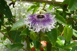 May - Passion Fruit Flower by Miriam Poletto    